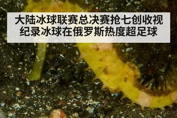 大陆冰球联赛总决赛抢七创收视纪录冰球在俄罗斯热度超足球